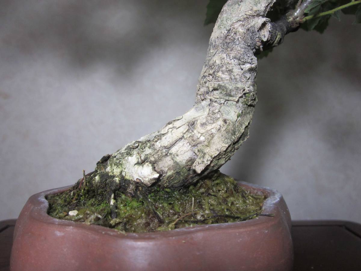 1 コミュフォラ シンペリ 超希少種 盆栽株 コミフォラ・シンペリ | trigger