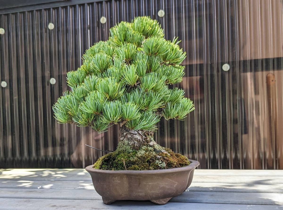 芸術作品】かなり手の込んだ改作！かっこよすぎる真柏盆栽☆ 黒松 赤松